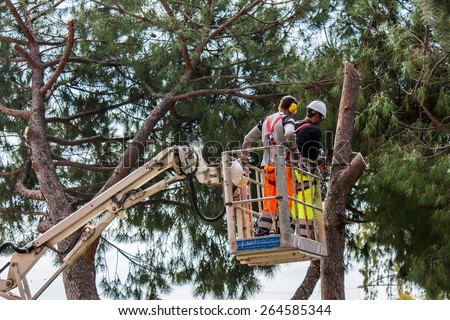 professional lumberjack cuts trunks on the top of a big tree with a chainsaw