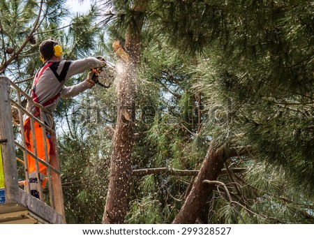 Professional lumberjack cuts trunks on the top of a big tree with a chainsaw