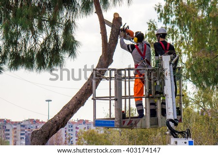 Professional Lumberjacks cuts trunks on the crane with a chainsaw,