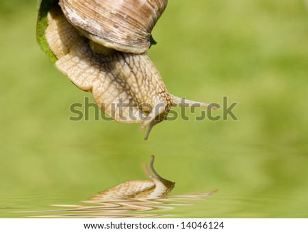 A snail above water