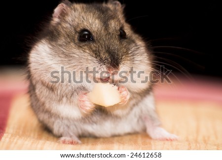 Hamster eating in front of a black background