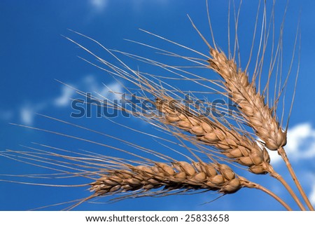 Grain wheat with blue sky background