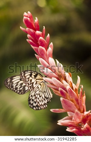 Butterfly Eating Nectar