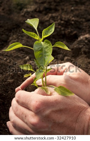 Hands protecting a small plant