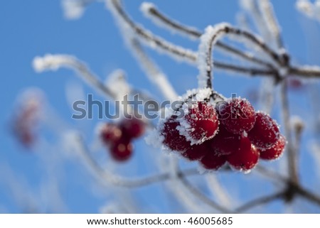 Frozen berries and blue sky