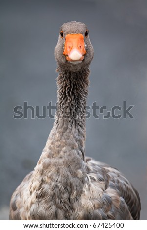 Grey Goose Symbol