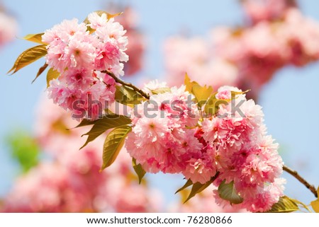Cherry blossom background with lovely pink color