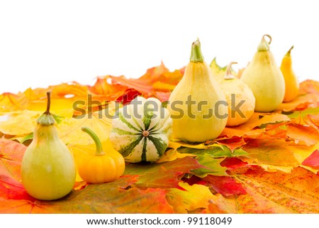 White background with fall leaves and pumpkins