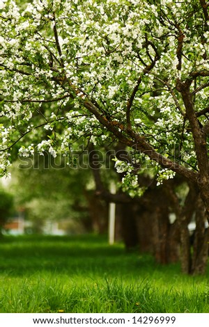 line of blossoming apple trees during mid-day light and green grass around