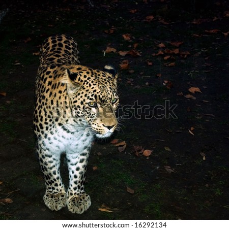 big cat went out in the evening for hunt
