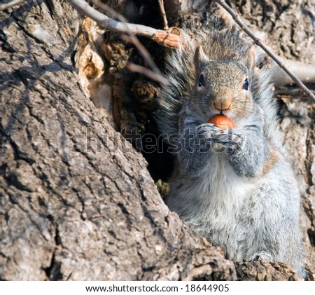 The squirrel has found wood nut, has got on a tree and is going to have dinner