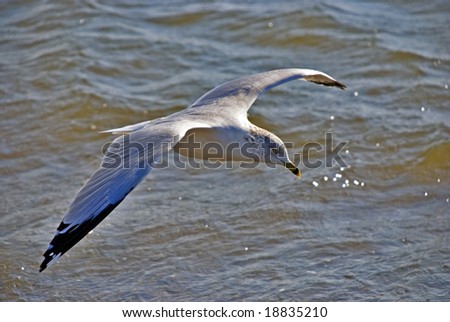a gull on wing above an ocean looks out for booty in water
