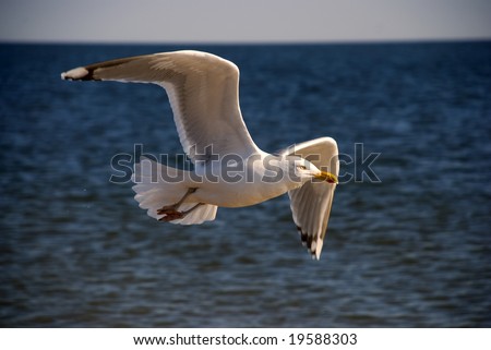 The seagull over ocean waves flies in the evening in direction of sunset