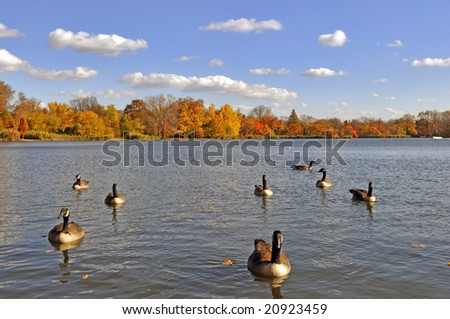 These ponds are about filled to capacity with geese, on a sunny autumn day