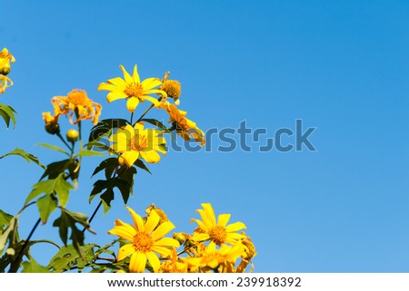 Tree marigold with bee, Mexican tournesol, Mexican sunflower with blue sky background.
