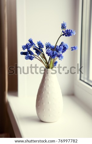 Blue flowers in the window/Muscari