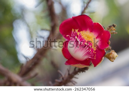 Beautiful round white magenta color flower of Cannon Ball Tree, Sal Tree, Sal of India, Couroupita guianensis Aubl. The plant in Buddhism history and typically be founded growing in Thai Temple area.