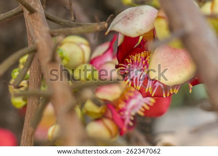 Beautiful round white magenta color flower of Cannon Ball Tree, Sal Tree, Sal of India, Couroupita guianensis Aubl. The plant in Buddhism history and typically be founded growing in Thai Temple area.