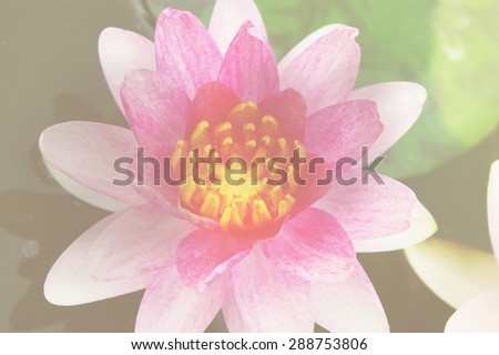 Soft color flower in soft focus retro style background, Purple Lotus