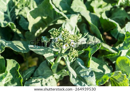 vegetable plant at home garden