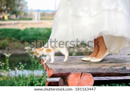 Kitty under white bride dress and bride feet on wooden table