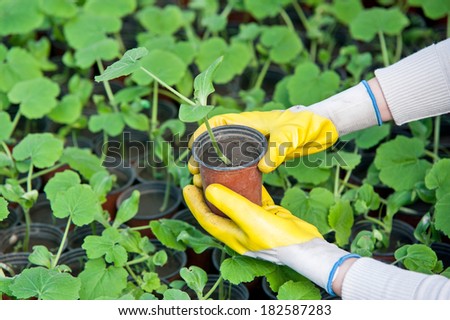 Closeup of woman hand with yellow gloves holding a pot with cucumber seedlings in a greenhouse