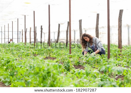 Young agriculture woman worker planting crop