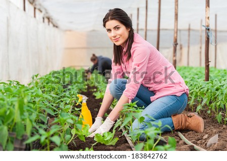 Young woman working in a greenhouse planting salad seedlings and an other worker on background