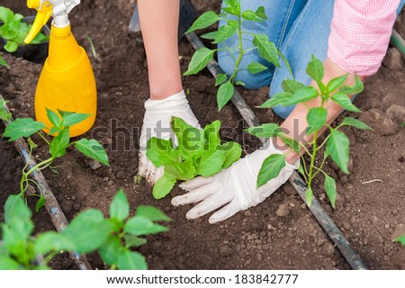 Agriculture farm woman worker planting salad seedlings in greenhouse with yellow a spray bottle, closeup