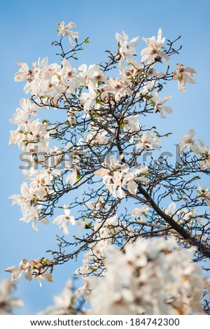 Blooming spring tree branches with white flowers over blue sky, abstract border nature background