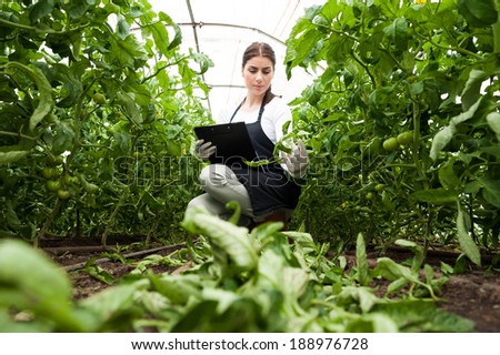 Portrait of a young woman at work in greenhouse,in uniform and clipboard in her hand . Greenhouse produce. Food production. Tomato growing in greenhouse.
