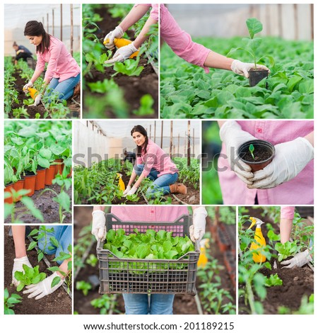 Gardening. People workers in greenhouse. Gardening theme or collage. Collection of garden images