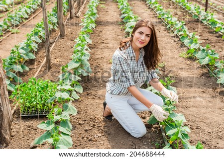 Woman working in greenhouse with cucumber plants.