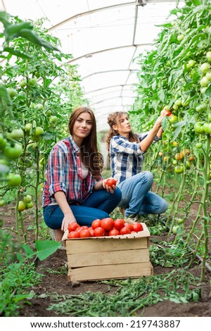 Young smiling agriculture woman worker in front and colleague in back and a crate of tomatoes in the front, working,harvesting tomatoes  in greenhouse.