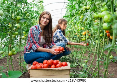 Young smiling agriculture woman worker in front and colleague in back and a crate of tomatoes in the front, working, harvesting tomatoes  in greenhouse.