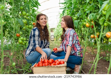 Two Young smiling agriculture women worker,harvesting tomatoes  in greenhouse and a crate of tomatoes in the front.