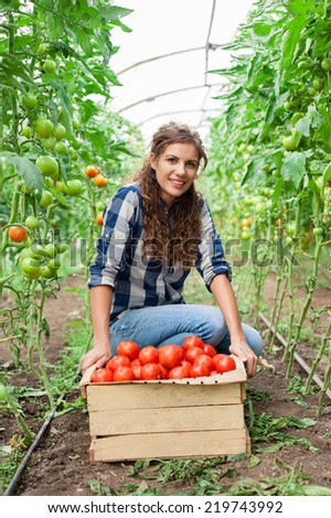 Young smiling agriculture woman worker and a crate of tomatoes in the front, working, harvesting tomatoes  in greenhouse.