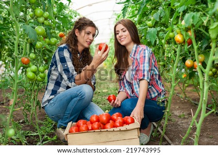 Two Young smiling agriculture women worker,harvesting tomatoes  in greenhouse and a crate of tomatoes in the front.