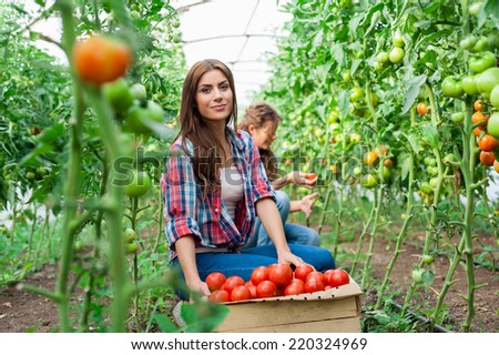 Young smiling agriculture woman worker in front and colleague in back and a crate of tomatoes in the front, working,harvesting tomatoes in greenhouse.