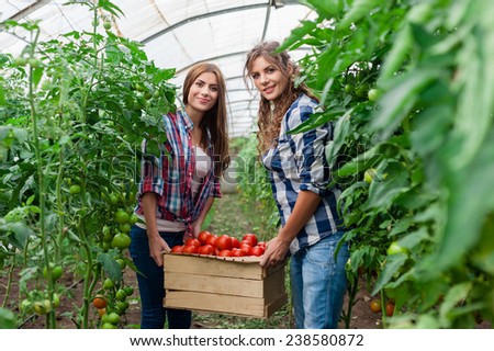 Two Young smiling agriculture women worker,harvesting tomatoes in greenhouse and a crate of tomatoes.