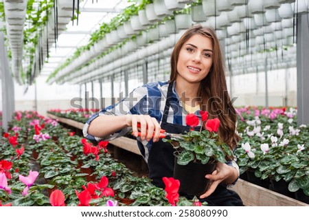 Florist woman working with flowers in a greenhouse.