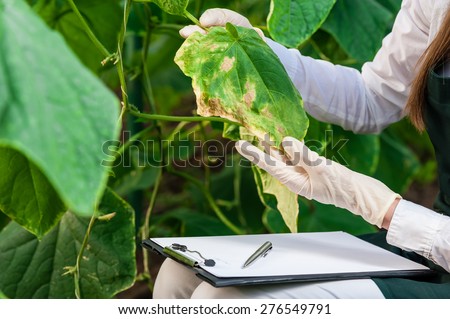 Biotechnology woman engineer with a clipboard and pen examining plant leaf for disease!