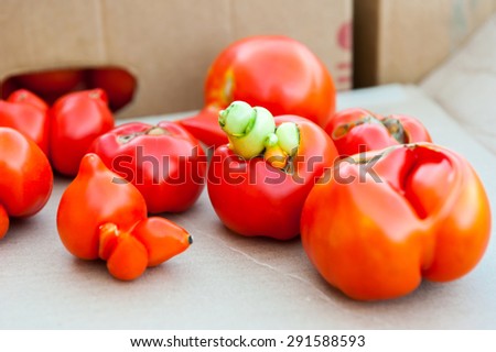 Tomatoes with disease