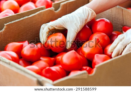 Farm worker hand  with protection gloves placing tomatoes in box for sale