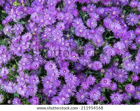 Delosperma Cooperi purple flowers unusual garden pattern background.
