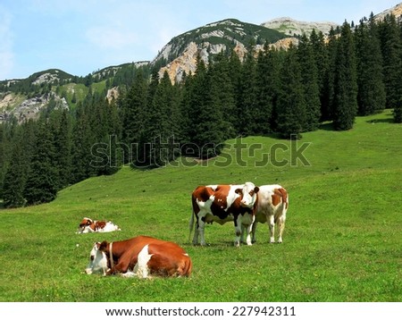 Cortina d\'Ampezzo alpine spotted cows nature grass mountains, Italy.