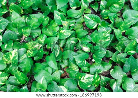 Wall of Devil\'s ivy leaves.