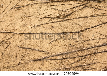 Sand with tree root texture,Background
