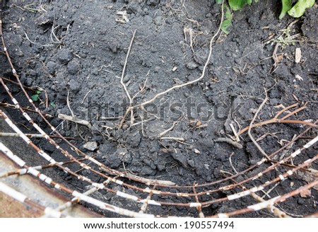 Black soil with tree root texture and rod