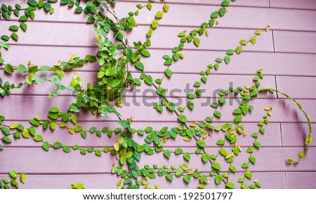 The green creeper plant on the pink wooden wall for background